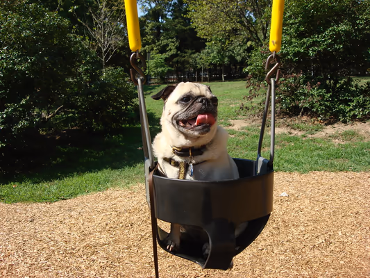 Pug Park photo 2